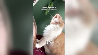 Cats do anything for treats