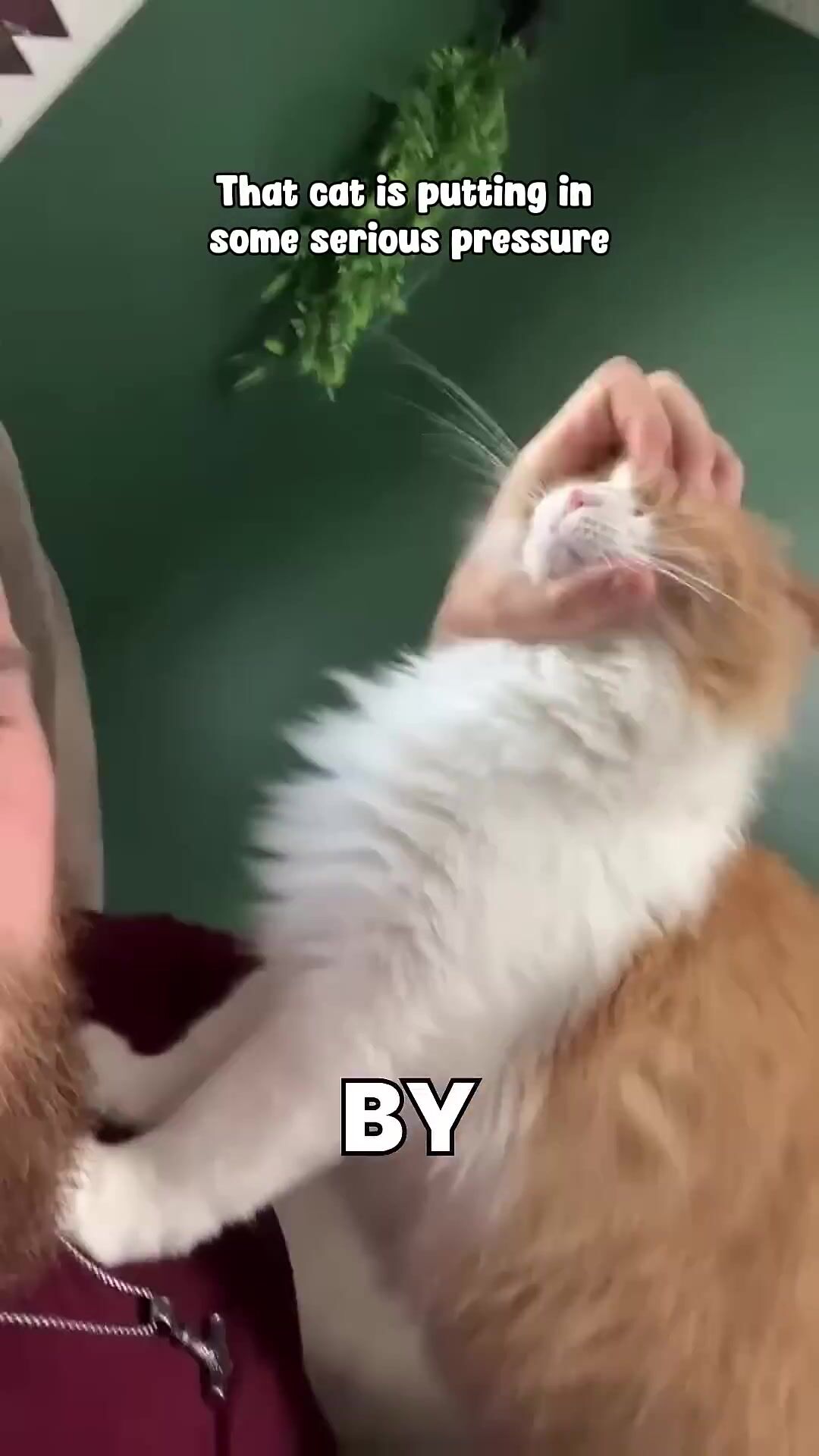 Cats do anything for treats